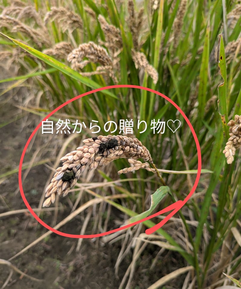 管77／種籾　ハッピーヒル　2400g うるち米　自然栽培米 管77／種籾 ハッピーヒル 2400g うるち米 自然栽培米