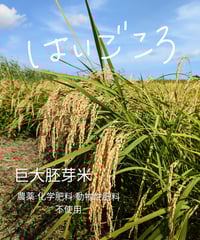 ハッピーヒル種籾（うるち米）（陸稲種籾）100ml（約70g）(2200粒位