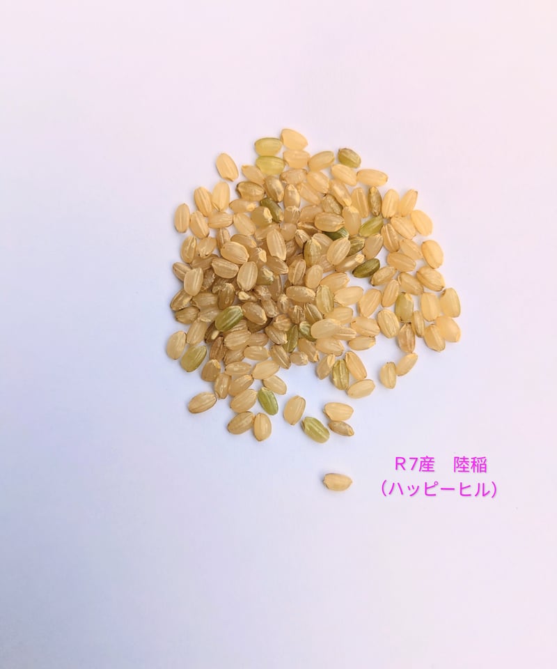 令和7年産【ハッピーヒル】【籾保管で鮮度保持】陸稲・自然栽培（お米
