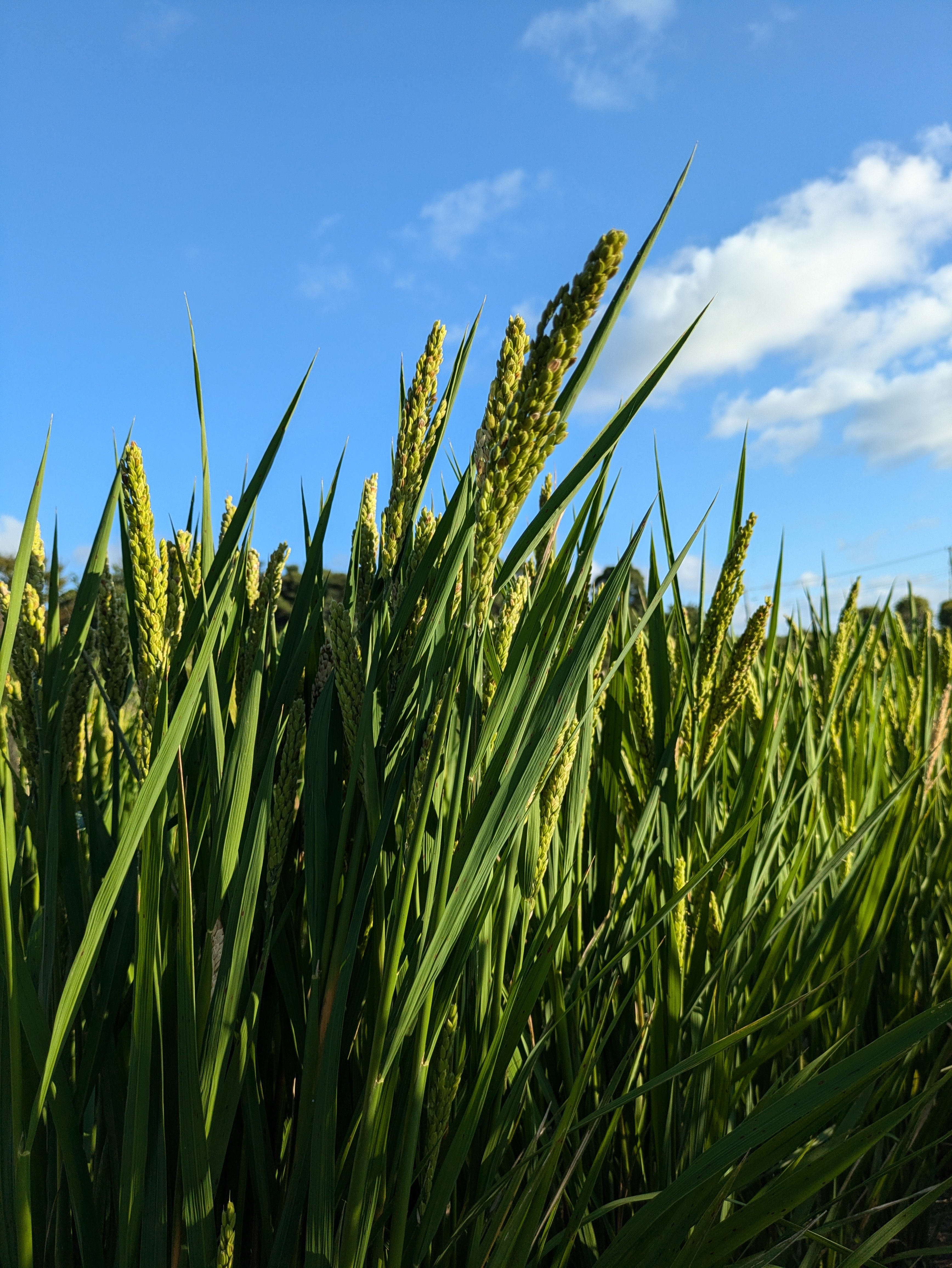 original