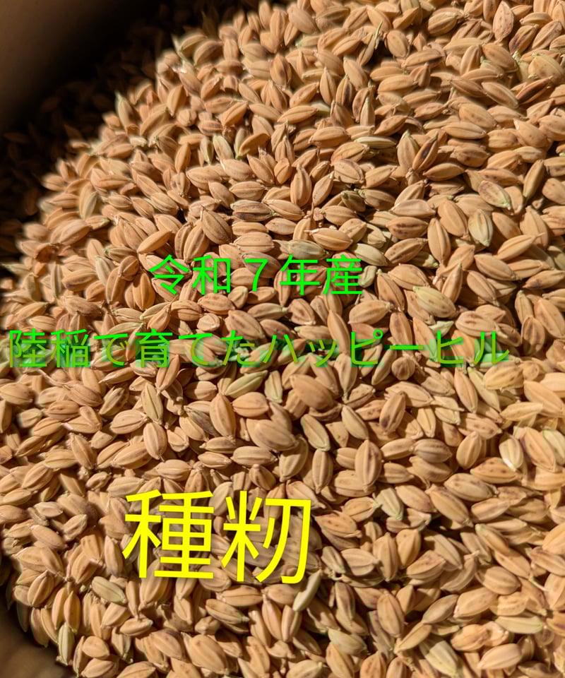完売御礼】ハッピーヒル種籾（うるち米）（陸稲種籾）【送料含む