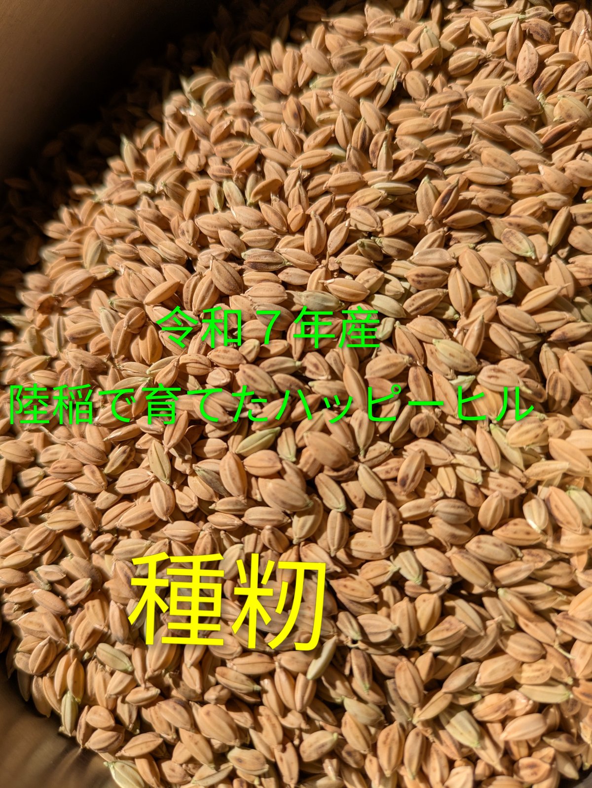 完売御礼】ハッピーヒル種籾（うるち米）（陸稲種籾）【送料含む
