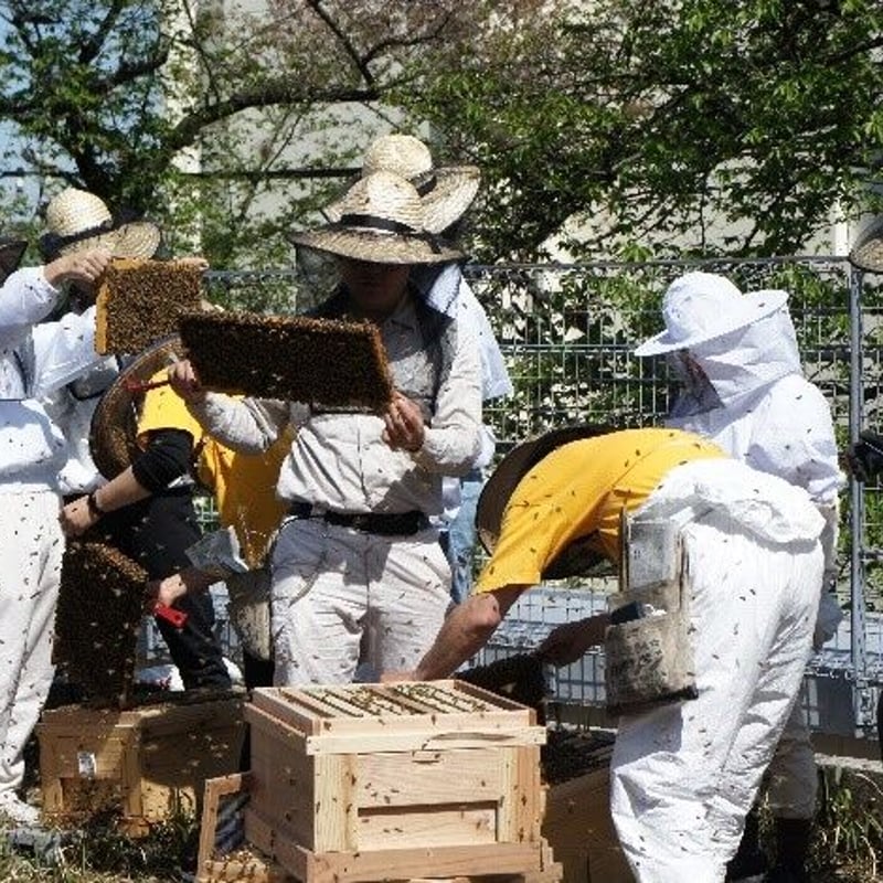 ◎数量限定◎「国府台 bee Garden」はちみつ | 千葉商科大学グッズ