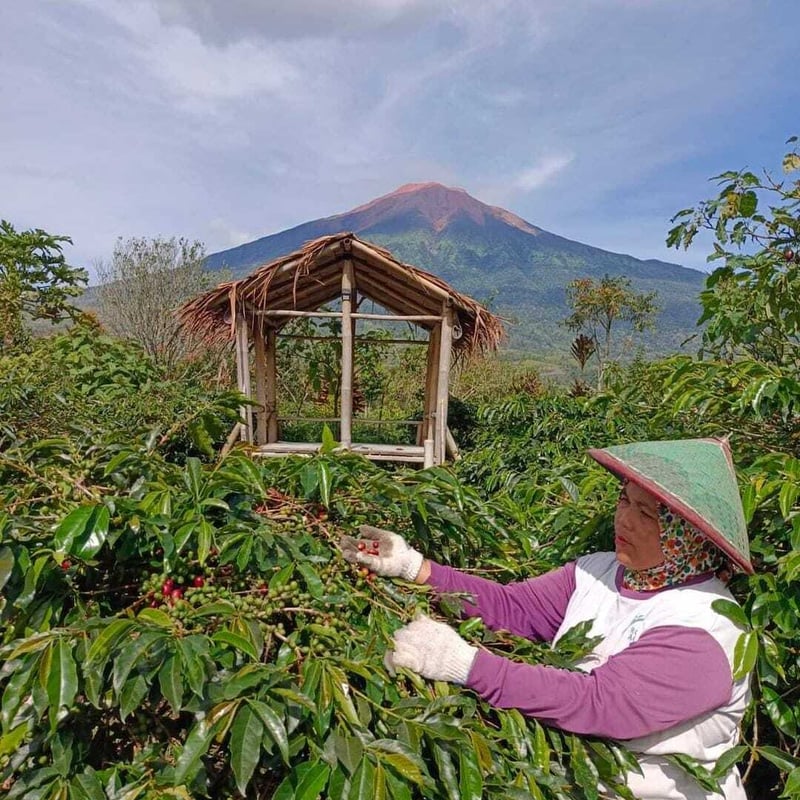 インドネシア クリンチマウンテン コピジェルク スマトラ式 12g