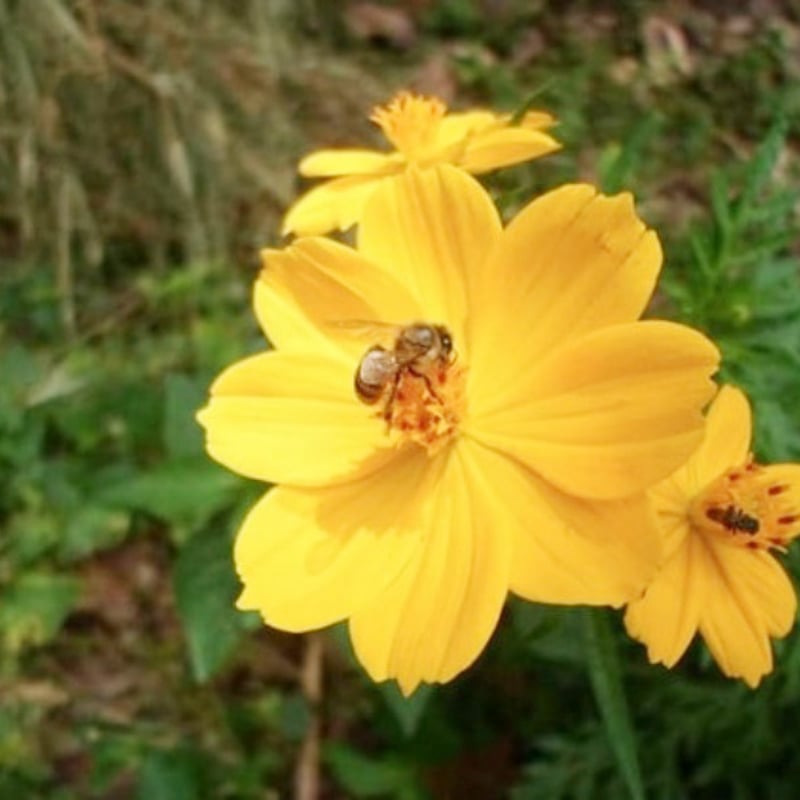 JAS認証】コロンビア シエラネバダ La Miel スプレモ ウォッシュト 12g