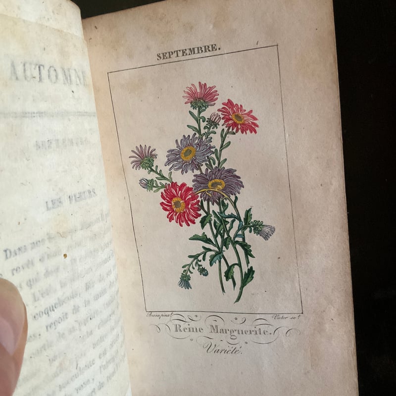 Le langage des fleurs | 書架の周辺