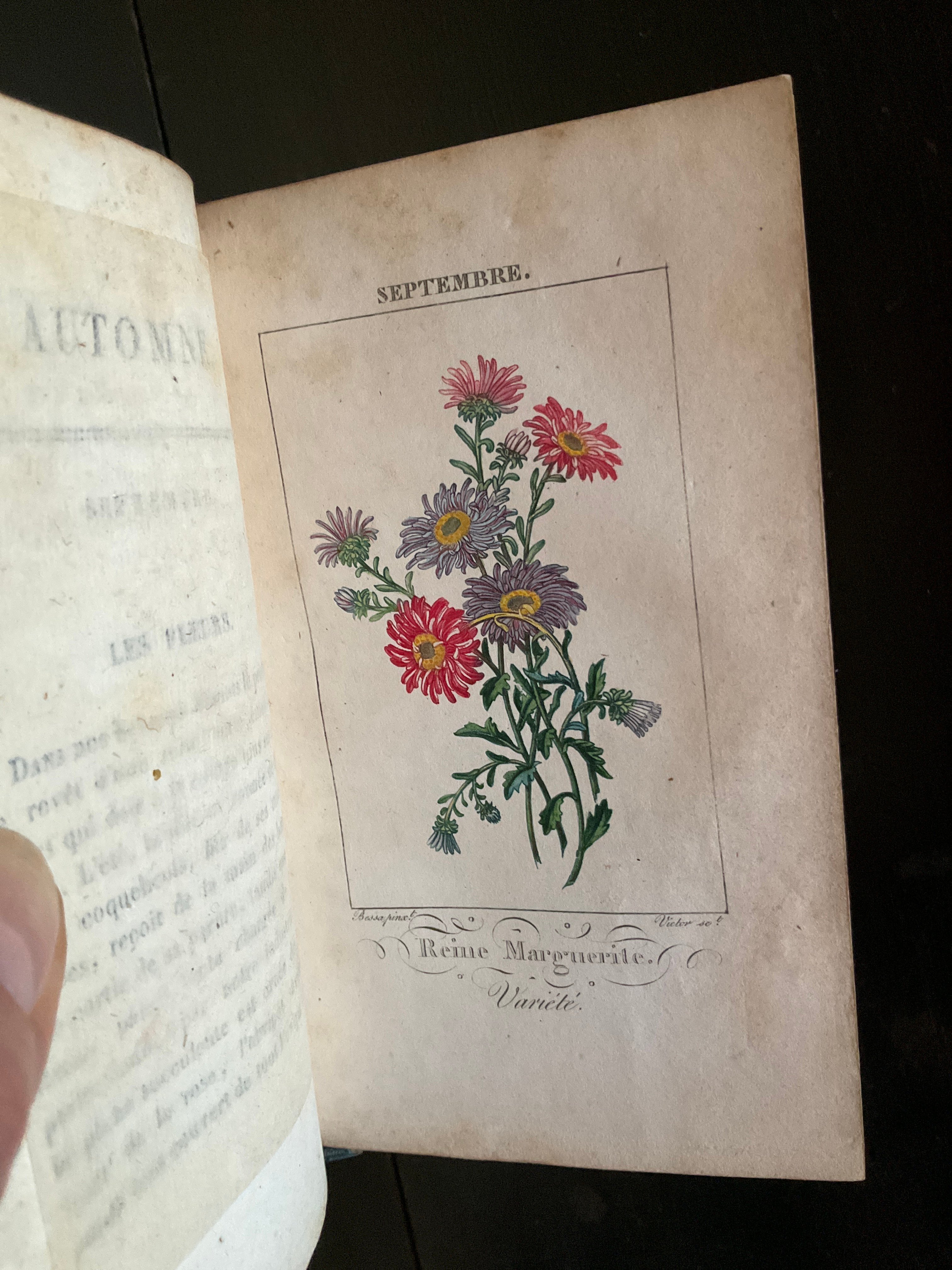 Le Langage des Fleaurs Sauvages　花言葉　仏語洋書 original