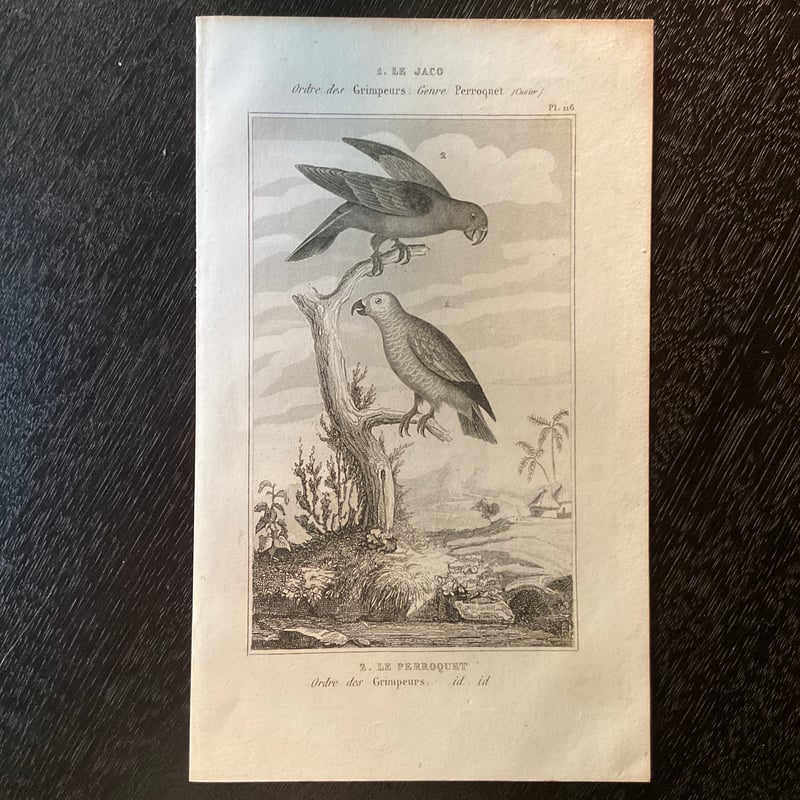 挿絵銅版画 -19世紀の生物図鑑より- | 書架の周辺