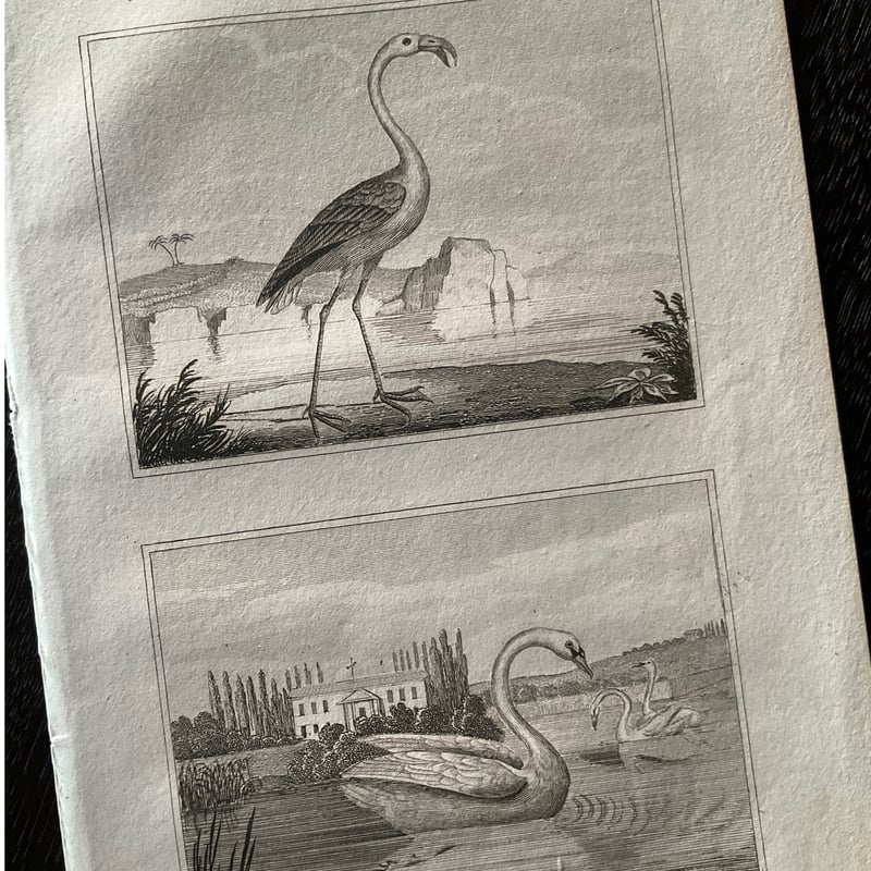1890年頃刊行書籍の挿絵銅版画　ザンクト・ゴアールとラインフェルス城 挿絵銅版画 -19世紀の生物図鑑より- | 書架の周辺