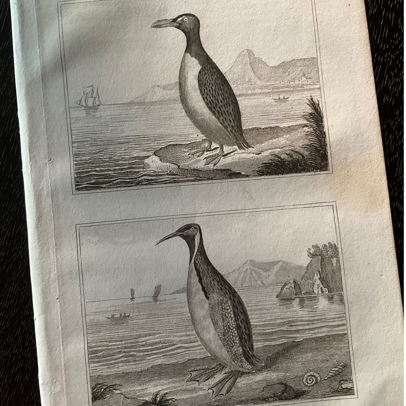 挿絵銅版画 -19世紀の生物図鑑より- | 書架の周辺