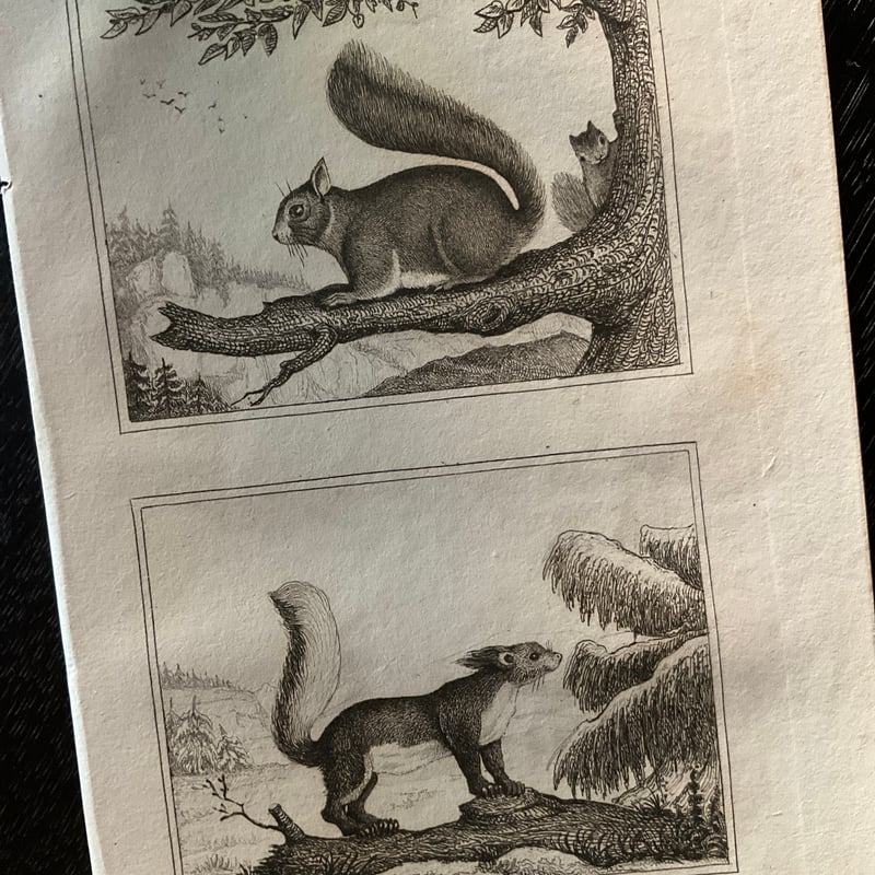 挿絵銅版画 -19世紀の生物図鑑より- | 書架の周辺