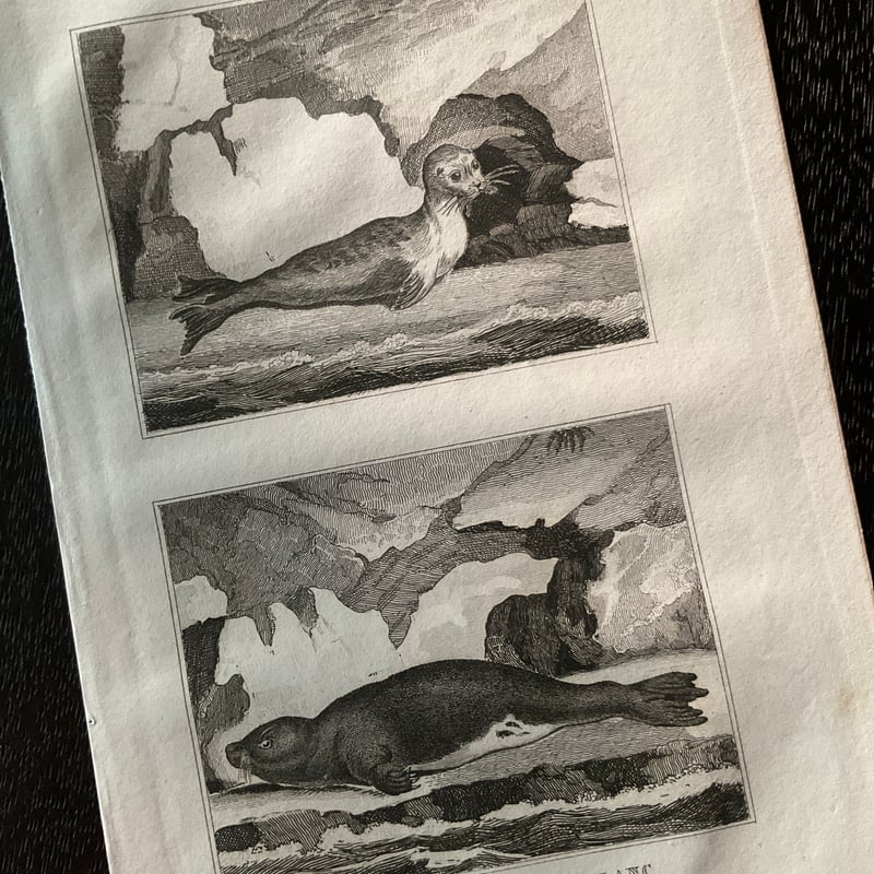 挿絵銅版画 -19世紀の生物図鑑より- | 書架の周辺