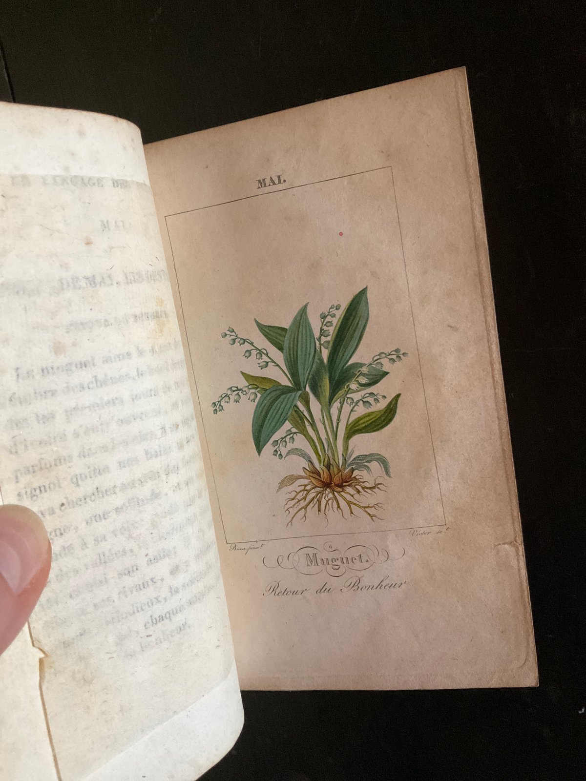 Le Langage des Fleaurs Sauvages　花言葉　仏語洋書 Le Langage des Fleaurs Sauvages 花言葉 仏語洋書