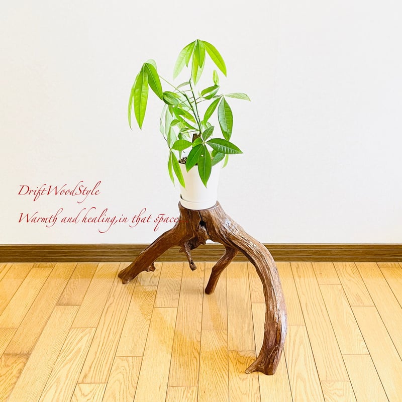 流木インテリア 芸術的に伸びる木の根が美しい流木 スタンド 植物や