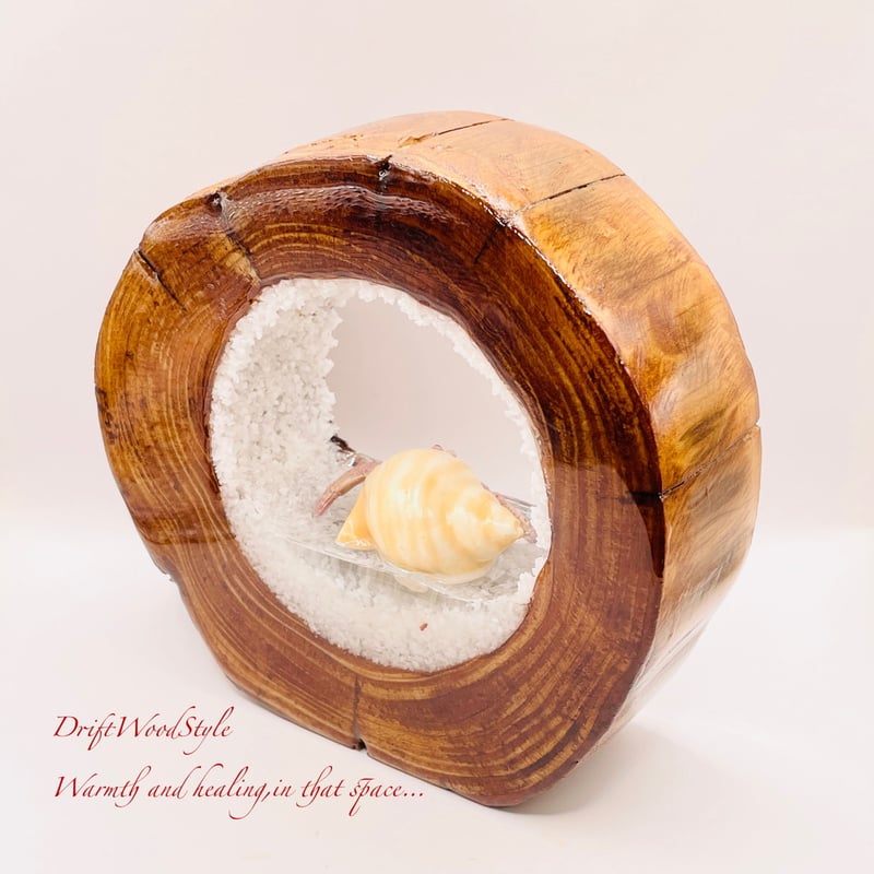 海の世界を閉じ込めた流木アート 浅瀬を歩くヤドカリ 水中ジオラマ