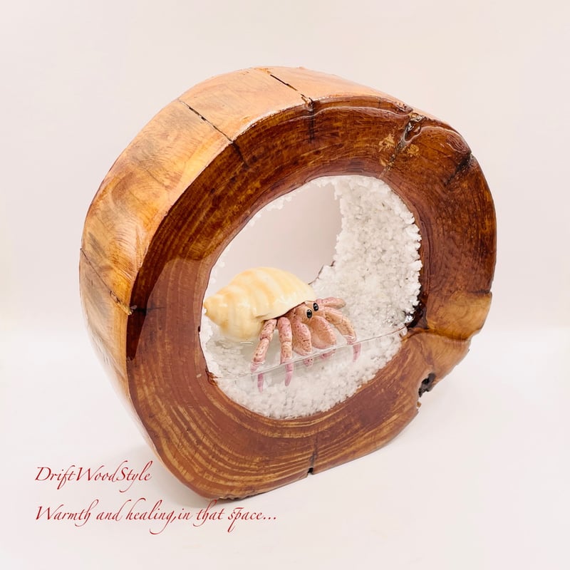 海の世界を閉じ込めた流木アート 浅瀬を歩くヤドカリ 水中ジオラマ