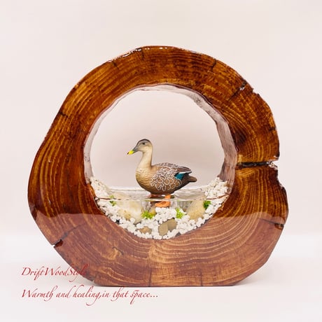 カルガモの親子専用ページ カルガモ親子2024～飛べるまでの成長記録～47日目【4K60p記録映像