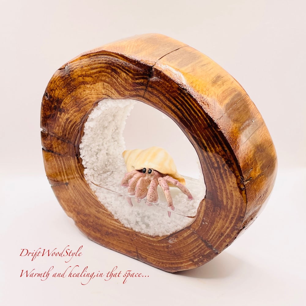 海の世界を閉じ込めた流木アート 浅瀬を歩くヤドカリ 水中ジオラマ