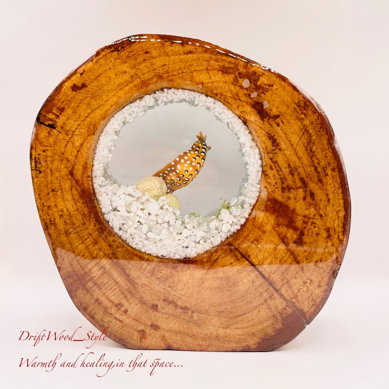 海の世界を閉じ込めた流木アート トラウツボ 水中ジオラマ 流木 レジン