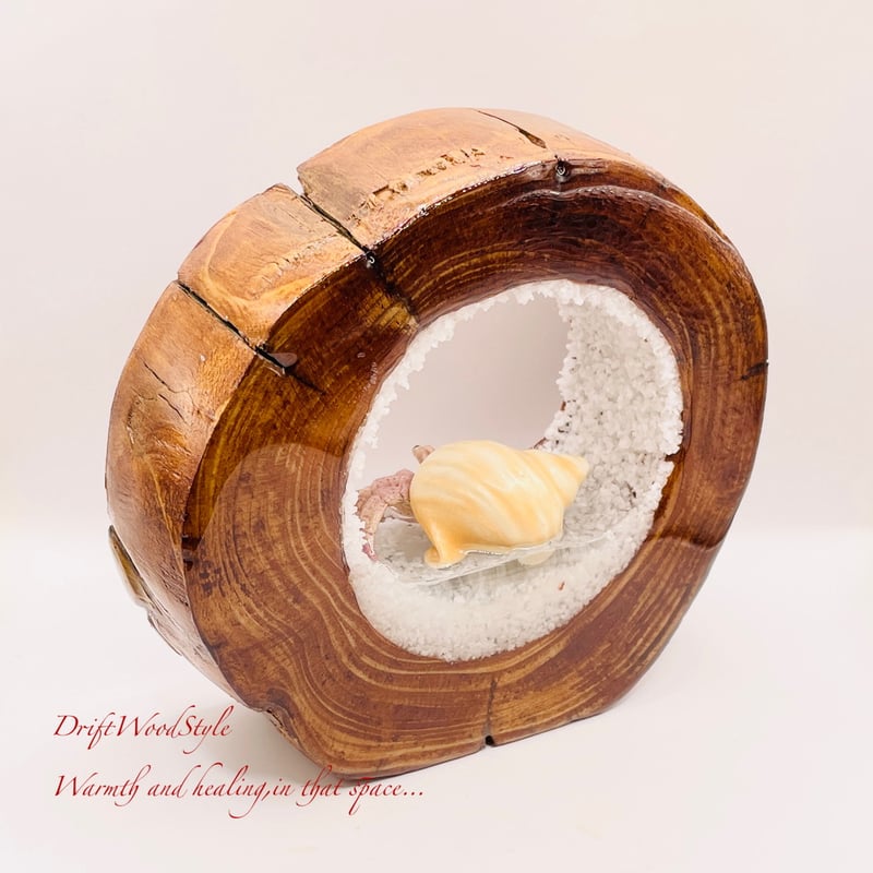 海の世界を閉じ込めた流木アート 浅瀬を歩くヤドカリ 水中ジオラマ