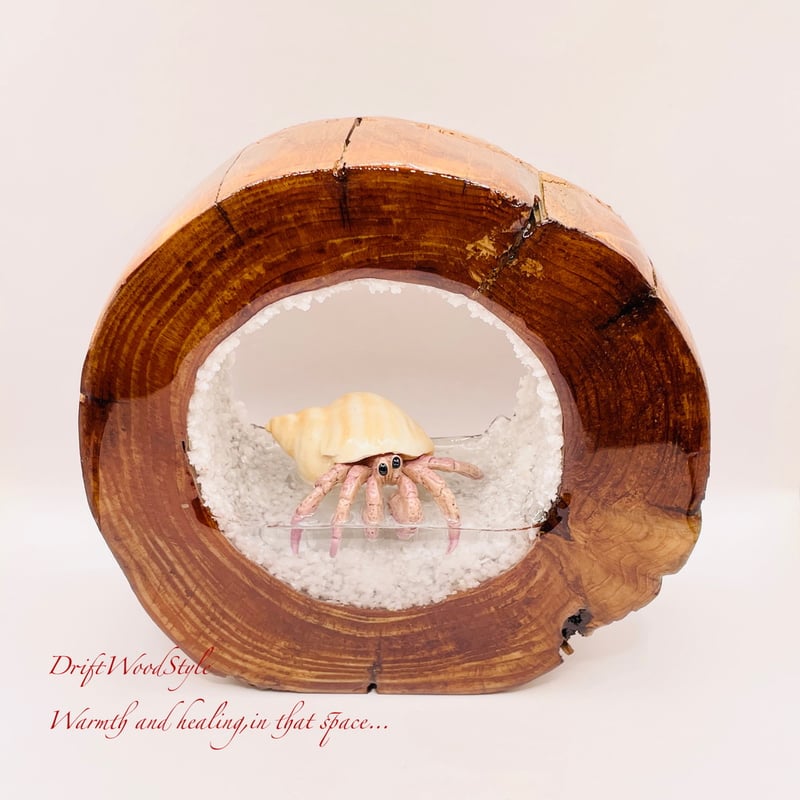海の世界を閉じ込めた流木アート 浅瀬を歩くヤドカリ 水中ジオラマ