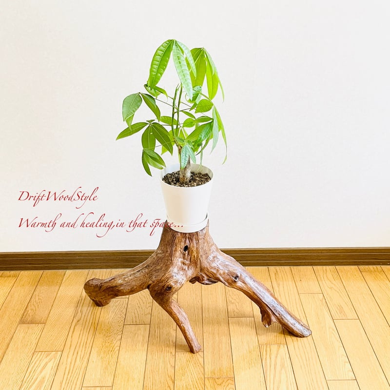 流木インテリア 芸術的に伸びる木の根が美しい流木 スタンド 植物や