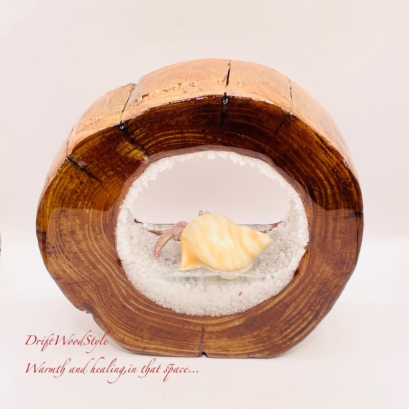 海の世界を閉じ込めた流木アート 浅瀬を歩くヤドカリ 水中ジオラマ