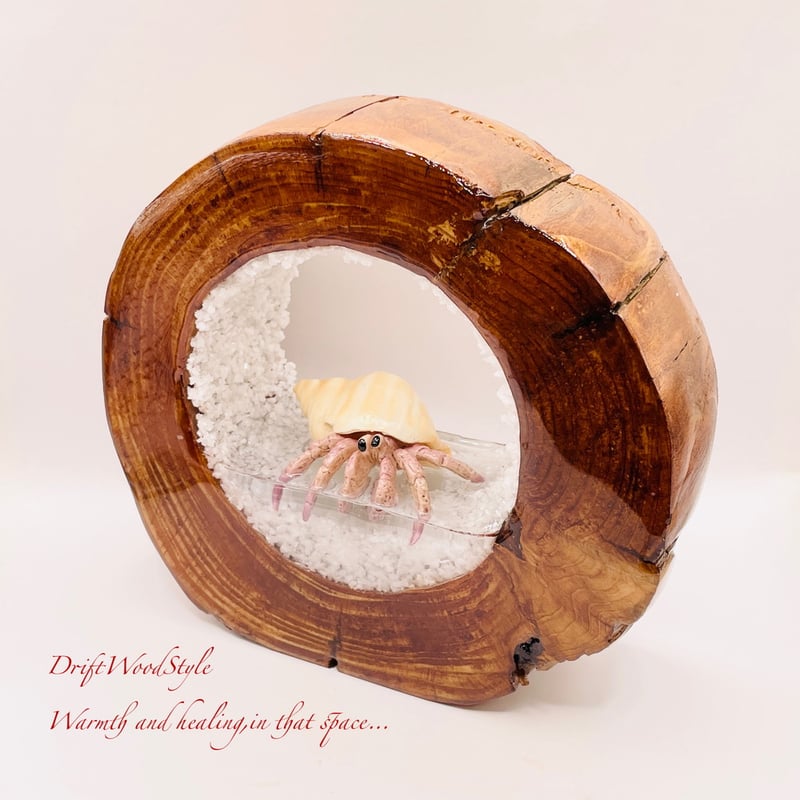 海の世界を閉じ込めた流木アート 浅瀬を歩くヤドカリ 水中ジオラマ