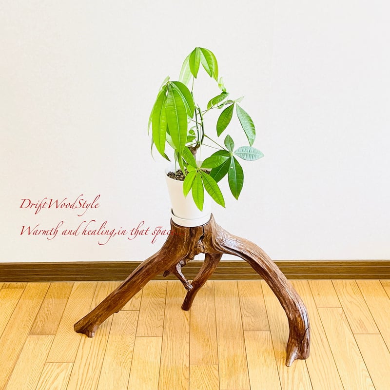 流木インテリア 芸術的に伸びる木の根が美しい流木 スタンド 植物や