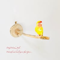 流木止まり木 シンプルな天然流木の小鳥の止まり木 吊り下げタイプ