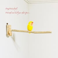 流木止まり木 シンプルな天然流木の小鳥の止まり木 吊り下げタイプ