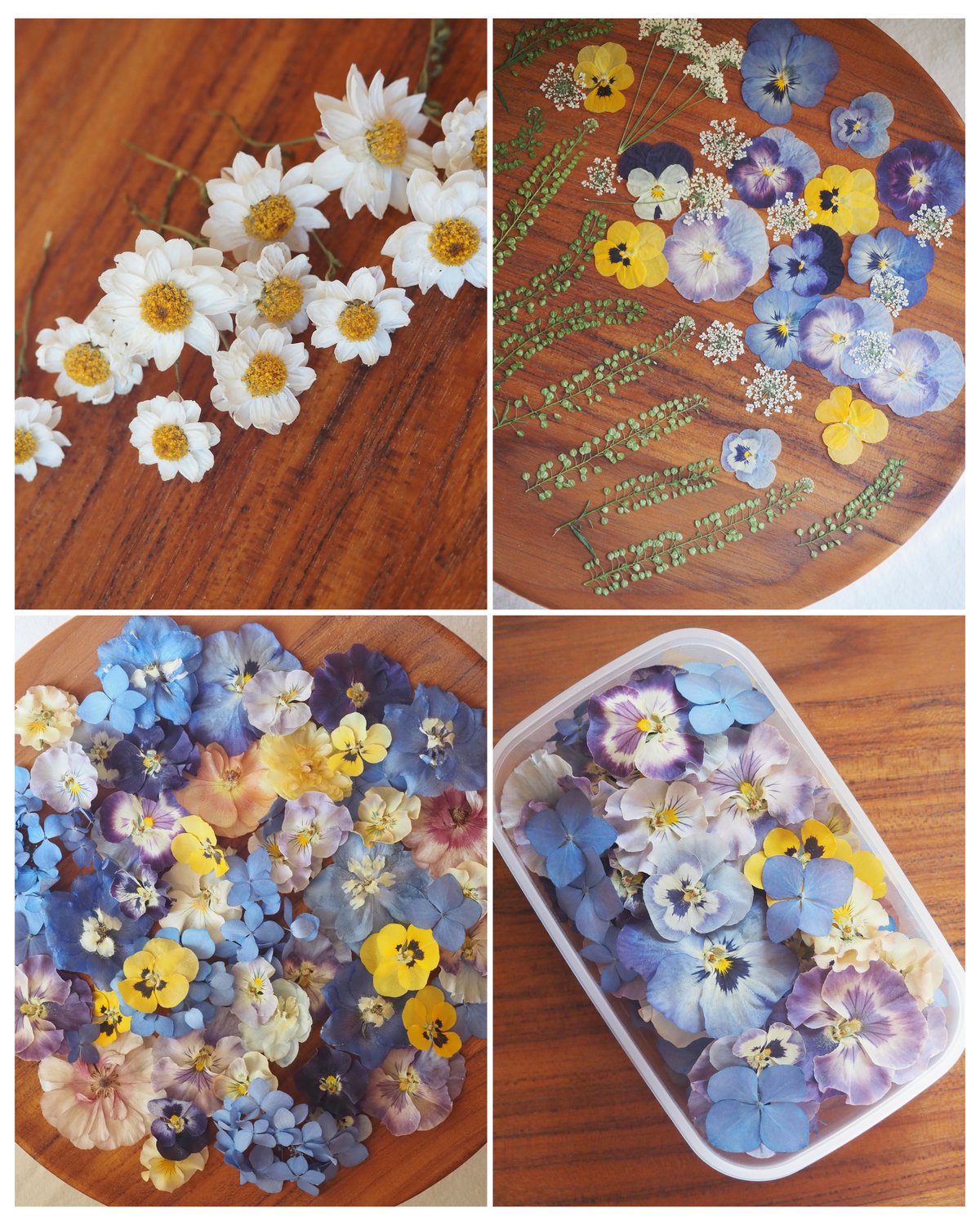R.F様専用】ドライフラワー&押し花の花材セット | zelkova's