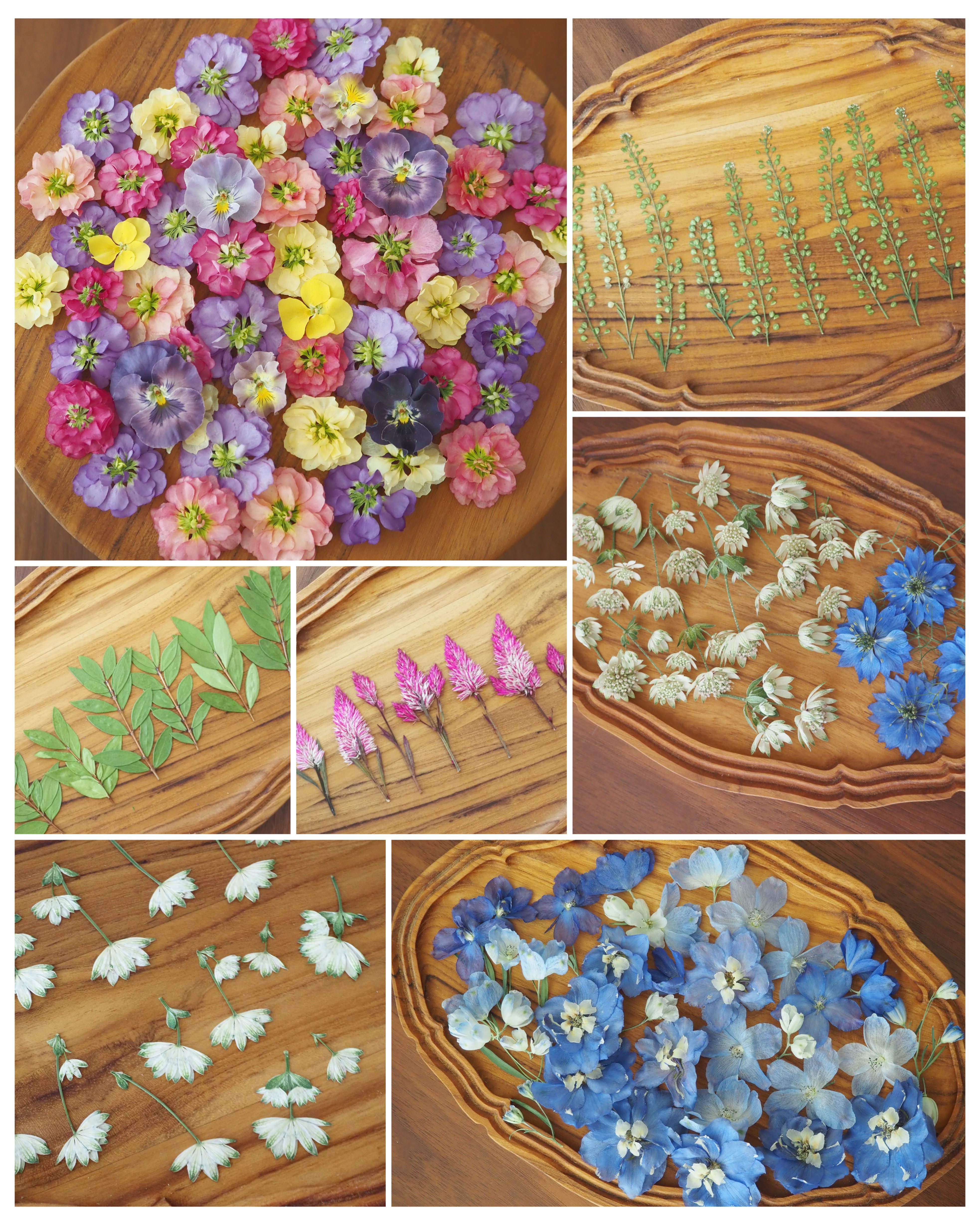 押し花・ドライフラワー花材 calm beach Y.T.様 専用】ドライフラワー＆押し花 花材セット | zelkova's aroma g