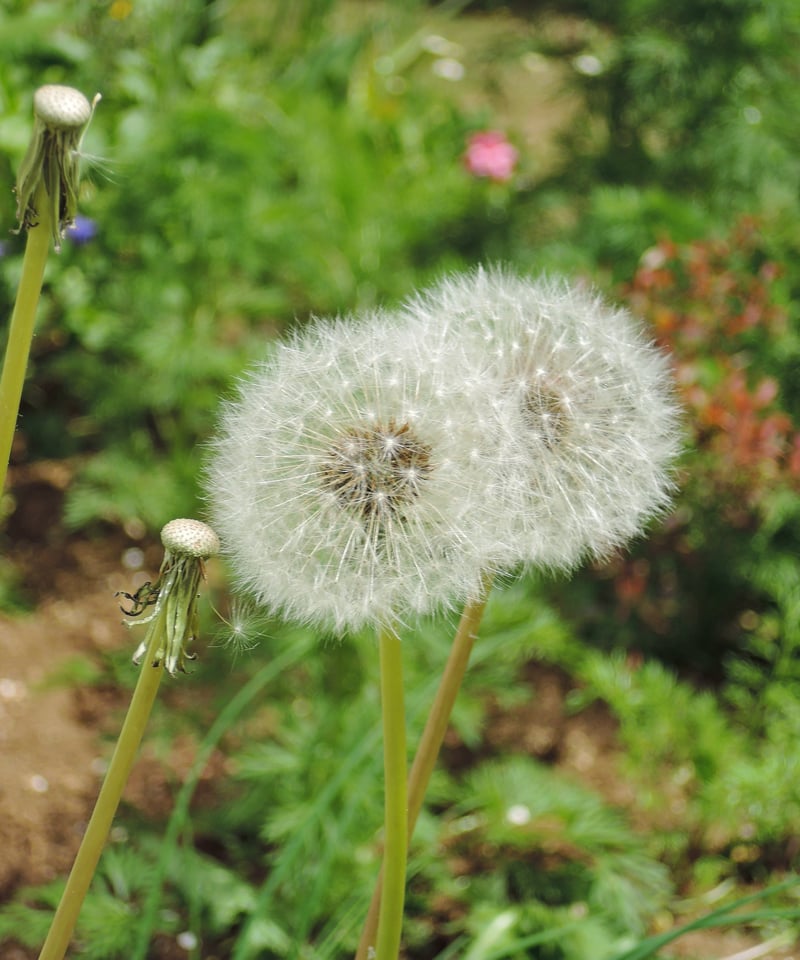 受注制作】たんぽぽハーバリウム™ ＊万華鏡入り | zelkova's aroma garden