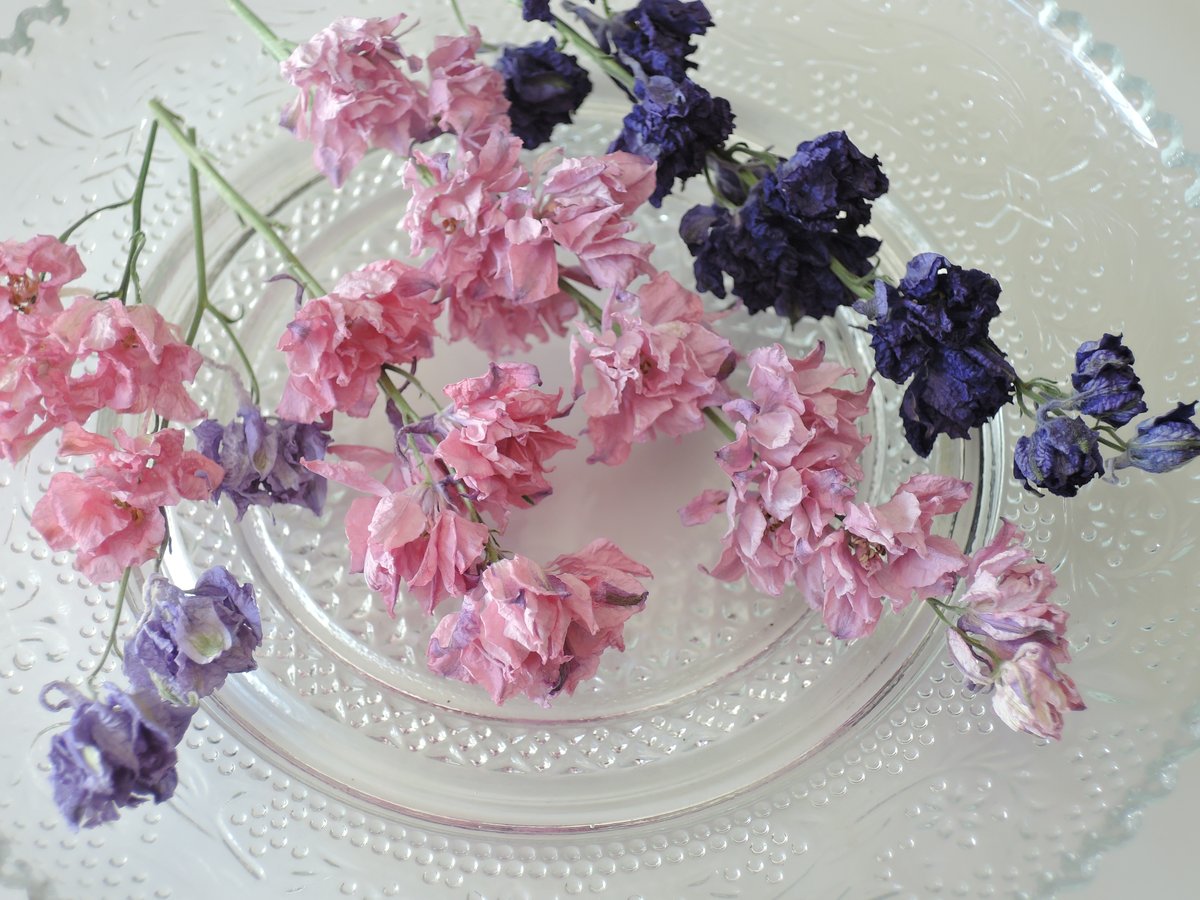 受注制作】たんぽぽハーバリウム™ （ピンク系） | zelkova's