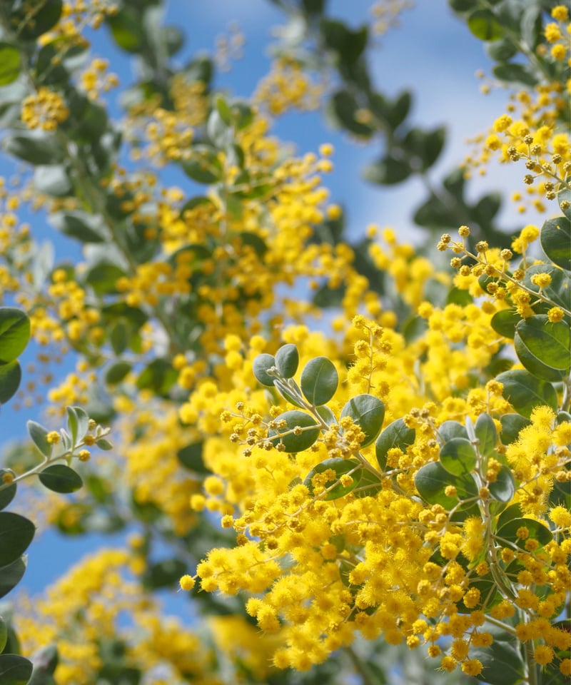 庭花ミモザのハーバリウム | zelkova's aroma garden