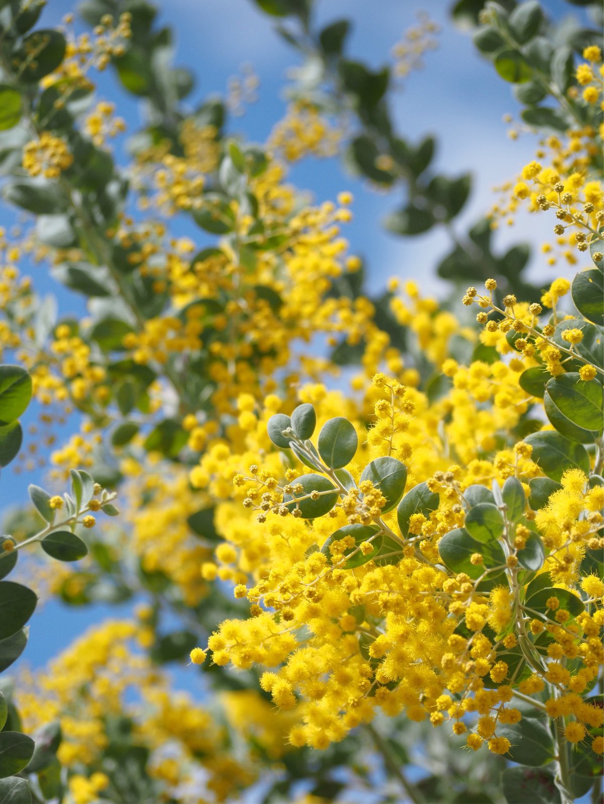 庭花ミモザのハーバリウム | zelkova's aroma garden