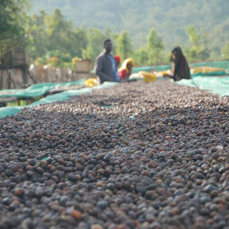 2025年ロット)エチオピア イルガチェフェ ゲルシ G1 ナチュラル 150g