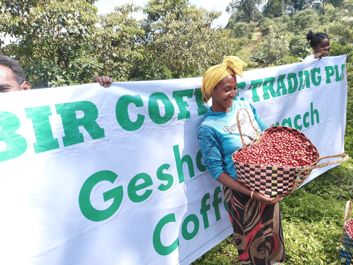 エチオピア ゲイシャ ジャスミンG1（ナチュラル） 100g〜 | 4BEANS