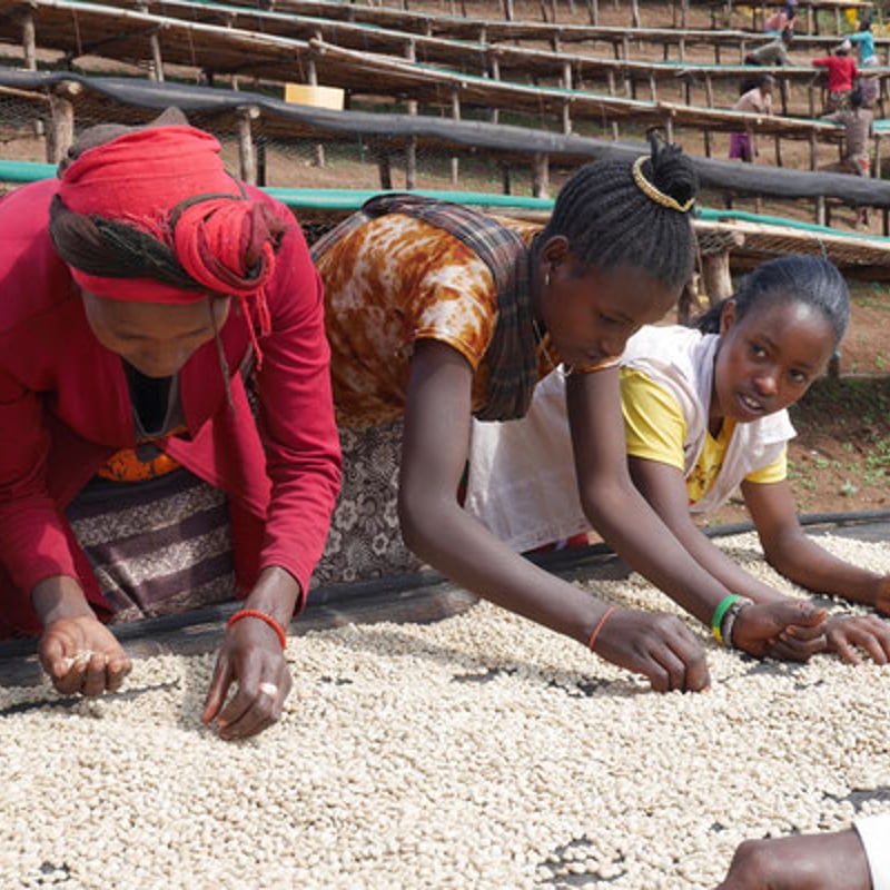 エチオピア シダマ シャキッソ G1 タデGG農園 ナチュラル 150g