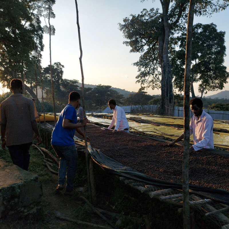 エチオピア ゲイシャ ジャスミンG1（ナチュラル） 100g〜 | 4BEANS