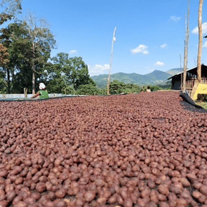 エチオピア ゲイシャ ジャスミンG1（ナチュラル） 100g〜 | 4BEANS