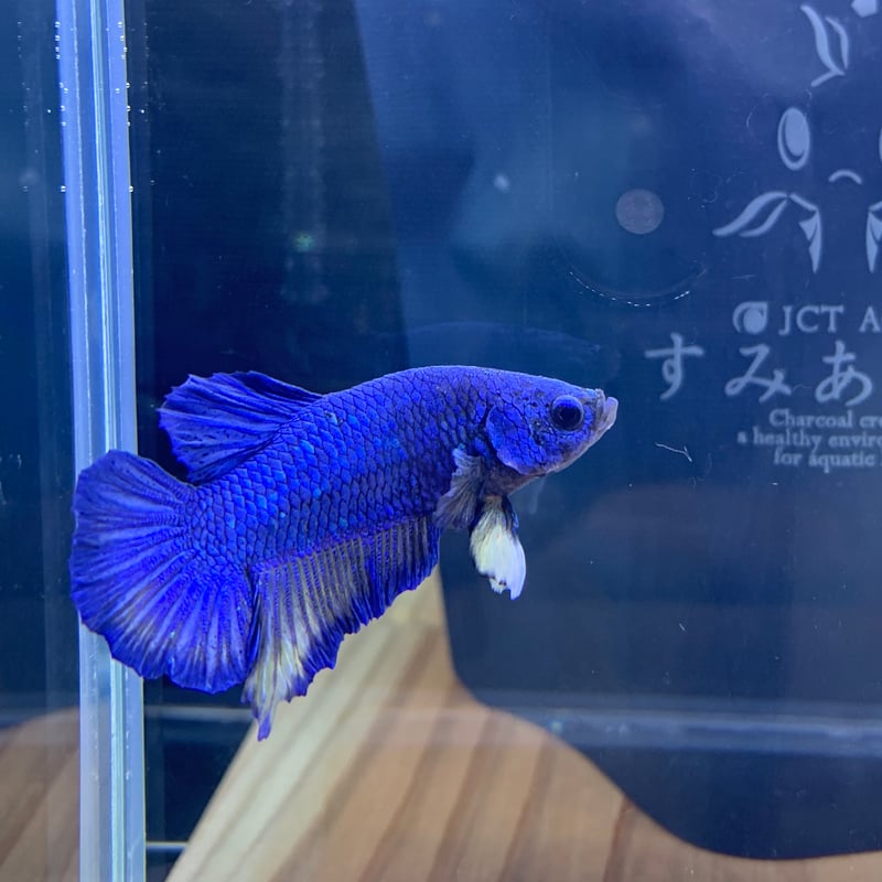 BIZOUXロイヤルブルームーンストーンペンダントヘッド フラヴィ K18