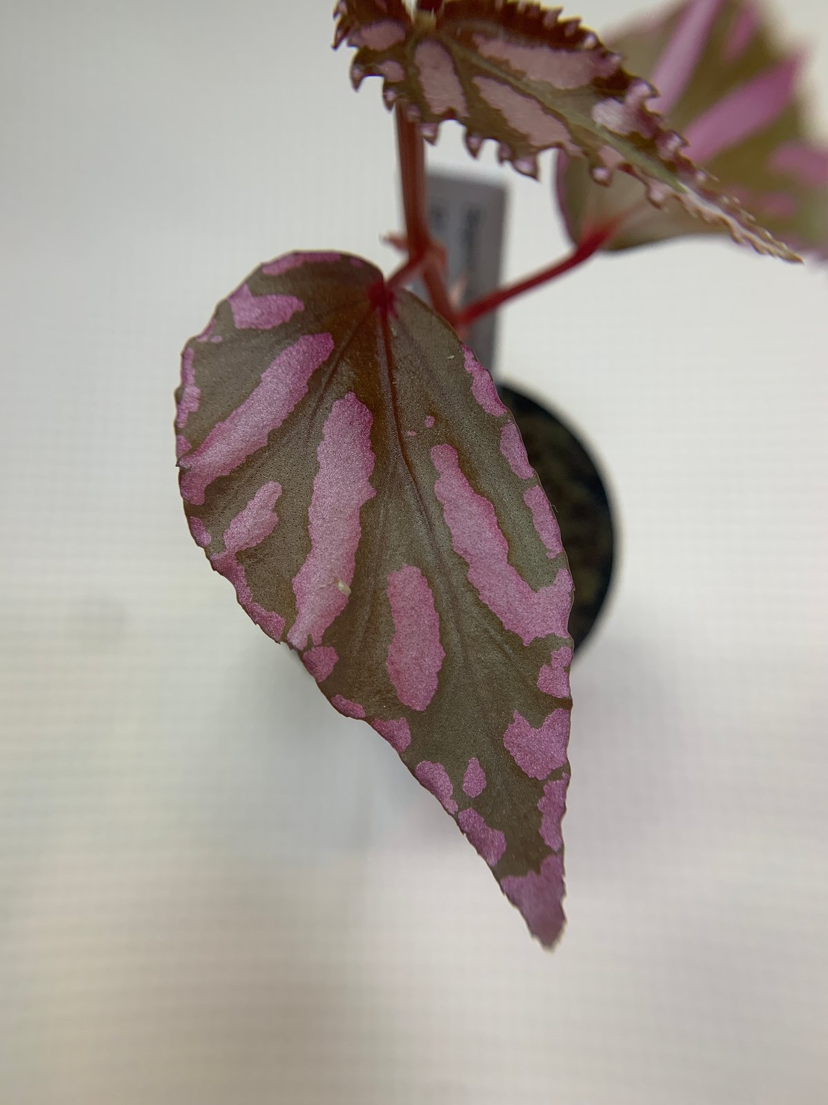 peculiarman　Begonia 5点同梱発送 Begonia sp. 