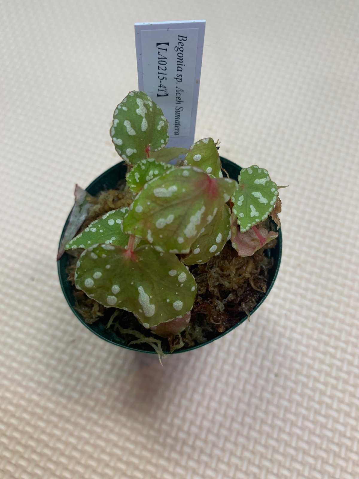 Begonia sp.Jambi Sumatra ベゴニア ジャンビ❣️原種 ベゴニアsp.Aceh