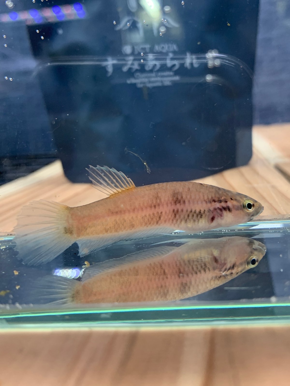 ベタsp.アントゥタ メス？ 国産F1 No4 | アクアリウム石垣