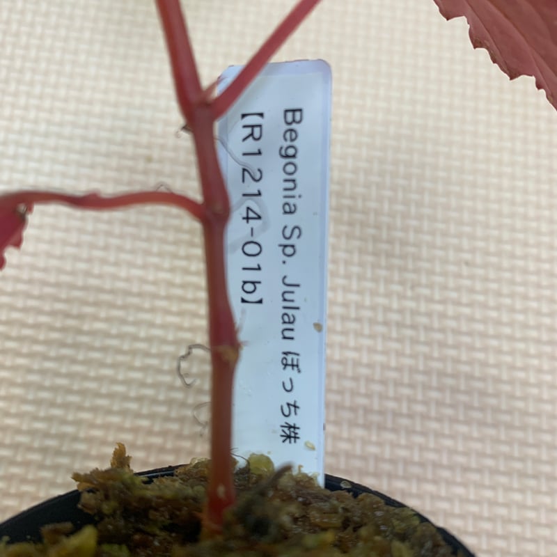 ベゴニアsp.ジュラウ ぼっち株 ① | アクアリウム石垣