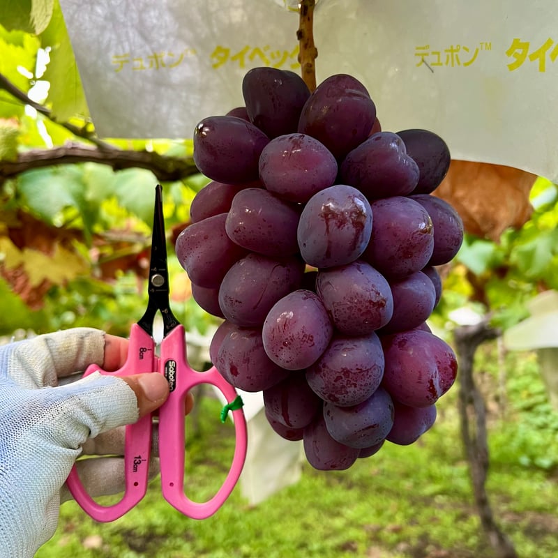 ギフト化粧箱】富士の輝 2kg｜3〜4房・山梨県勝沼産 | 山中農園SHOP