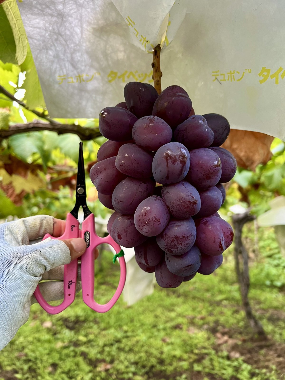 プレミアム】富士の輝 1房 | 山中農園SHOP