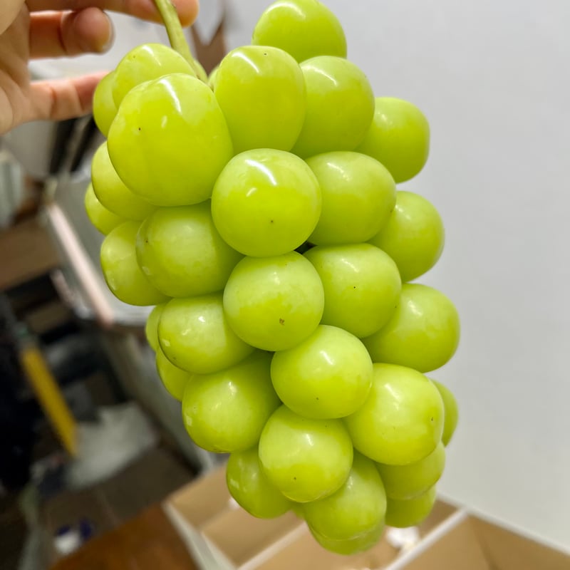 プレミアム】シャインマスカット 1房 | 山中農園SHOP